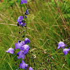 Harebell