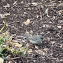 Dark-Eyed Junco