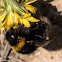 Buff-tailed Bumble Bee