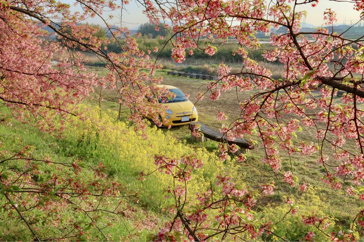 500の菜の花・河津桜・香川県・目指せPickUpCarsに関するカスタム事例の投稿画像1枚目