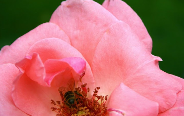 Dentro la rosa di lauracase