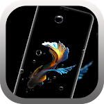 Cover Image of Télécharger Betta Fish Live Wallpaper Free 1.0 APK