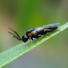 4 antenna sawfly