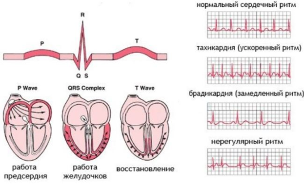 Реферат: Нарушение ритма сердца у детей