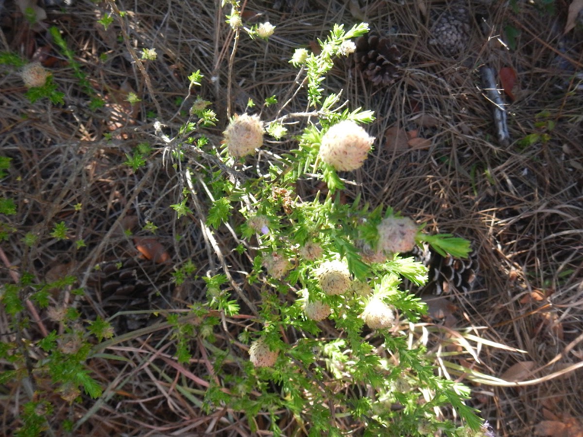 Pennyroyal Mint