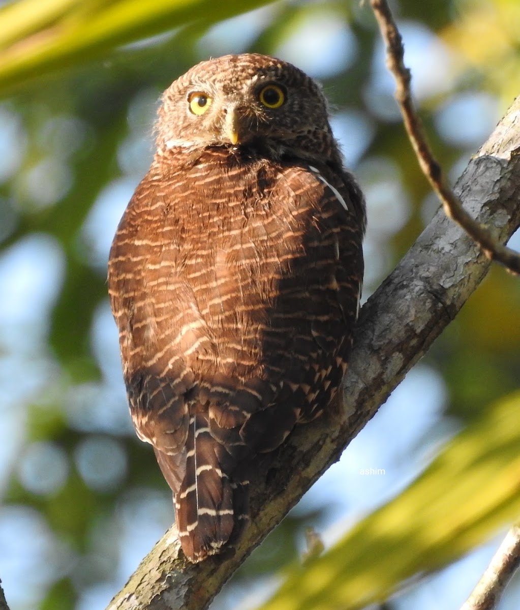 Asian Barred Owlet