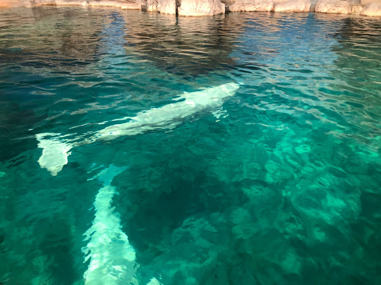 ロードスターの気分転換・リフレッシュは大事ですね！・焼肉・名古屋港水族館・ドライブに関するカスタム事例の投稿画像7枚目