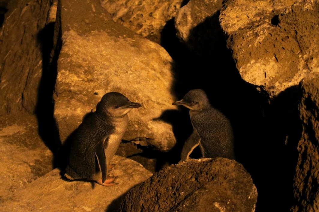 Penguin viewing at St Kilda Beach