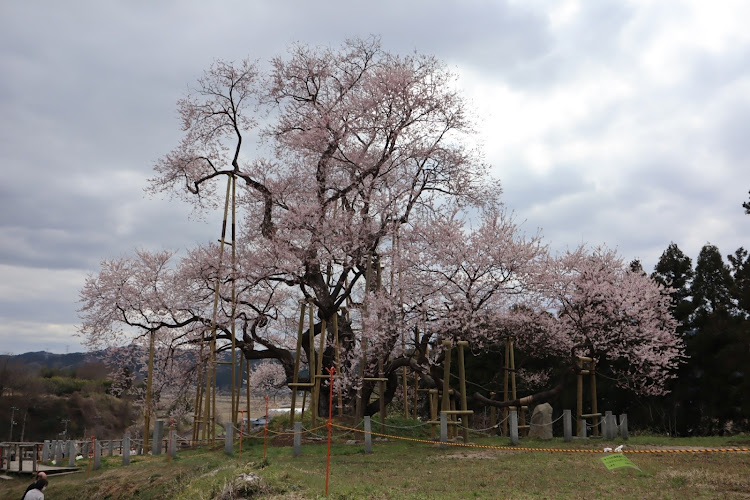 フェアレディZのz project japan・z33・s30z・桜・ツーリングに関するカスタム事例の投稿画像25枚目