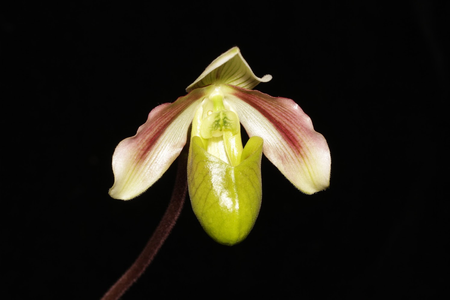 Paphiopedilum violascens H1Fxjv-rOv5NOM8OUc82nzf2JA9vStmoIaz2r2mntAUzDjWaoiUWPPOyTGh00cgjED4FhUkaQxfFlx4dWaIpCpwwZfnhbwmug5Tx1pjIVYGHLRU1copPPeZVkt0fqHGXv_0isOvFg_CdeAxV4AIgJw_y9146tiM732gsVJ_xL-RReprDMh6-RAOuZSM0ppGyv9bxmk8f2cXtIXgUcb1NWVwVdh7E18YnT7xVSbsQYGGkTTpBiF5XG72WSY_8lBoZGYR_R29k6f1OIYUiUIEDLXHoBGAN9fGiTvf9MiZ6sI9n8waLwqXxwdhfMJjyA8jWU7P4vs0h6z1xcEy3UoflIRz3K-qK0KFD_E_zwWSKPiQ33r4fets5DspTuxi5LtW9pKitWkxc84CGAd9BxhZnmmasAmuQ23sUjk0JMJcB5iW-FRSipe1f_eF6eRAxJnK13W7pY4WdS0afInrk_RWGUM2HPaJ2Om7KvHBHoM4M9S6EL5xajh3RZyMtJYO1yK9J3h97YmK_TvGmC-atLsJvCX-U8usKPwka778xWWPCiCRA_NdyCV7GI0XCjeXwR6joV2bi4bDWXN_DMZG0TvwYgF9unsL-JpImZiIdnbnCnYM=w1495-h997-no