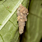 Bagworm Moth