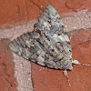 Oldwife Underwing Moth