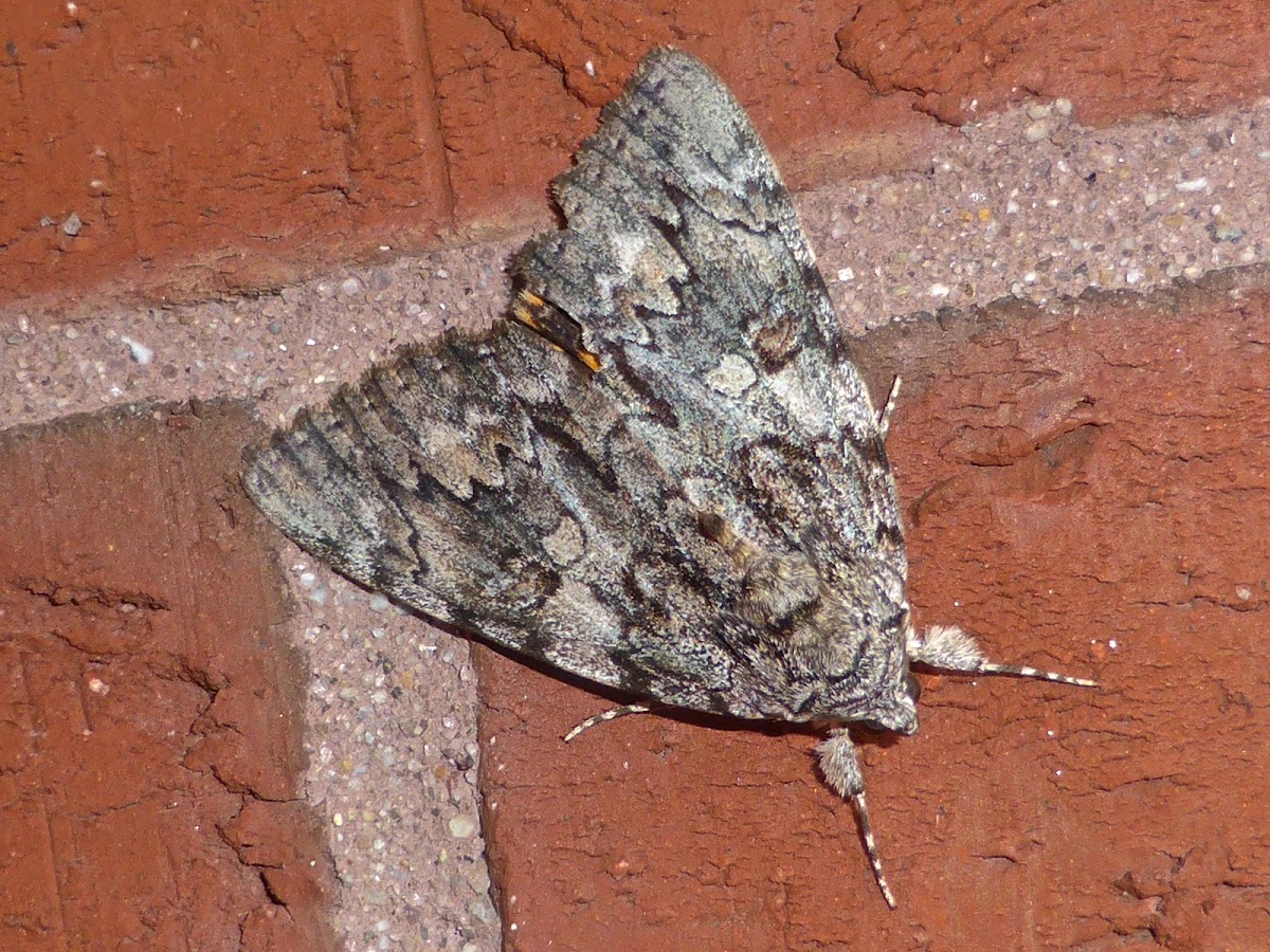 Oldwife Underwing Moth