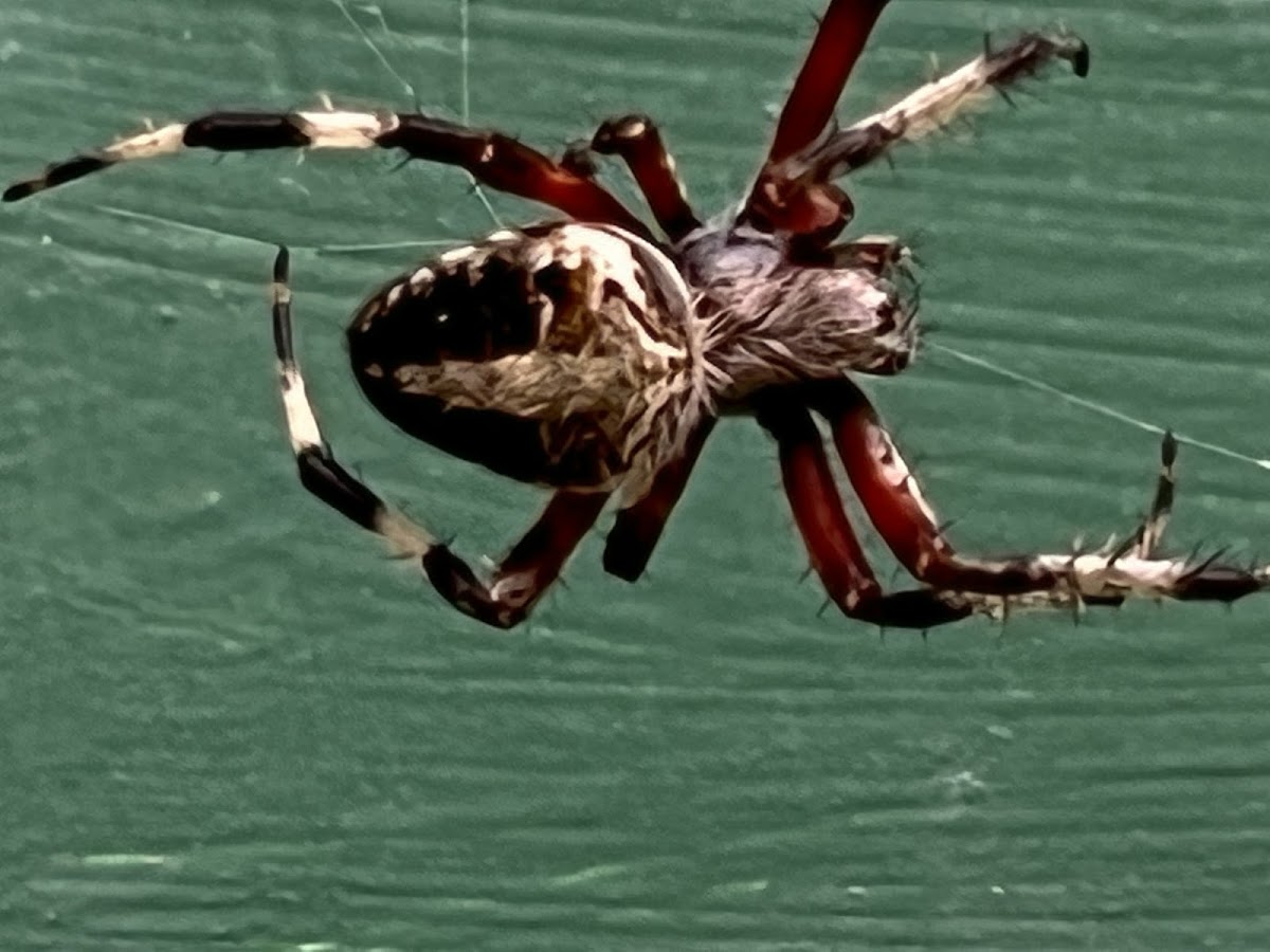 Red-femured Spotted Orbweaver