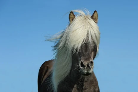 Caballos espanoles -imagenes de caballos finos(圖1)-速報App