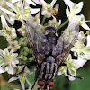 Flesh fly