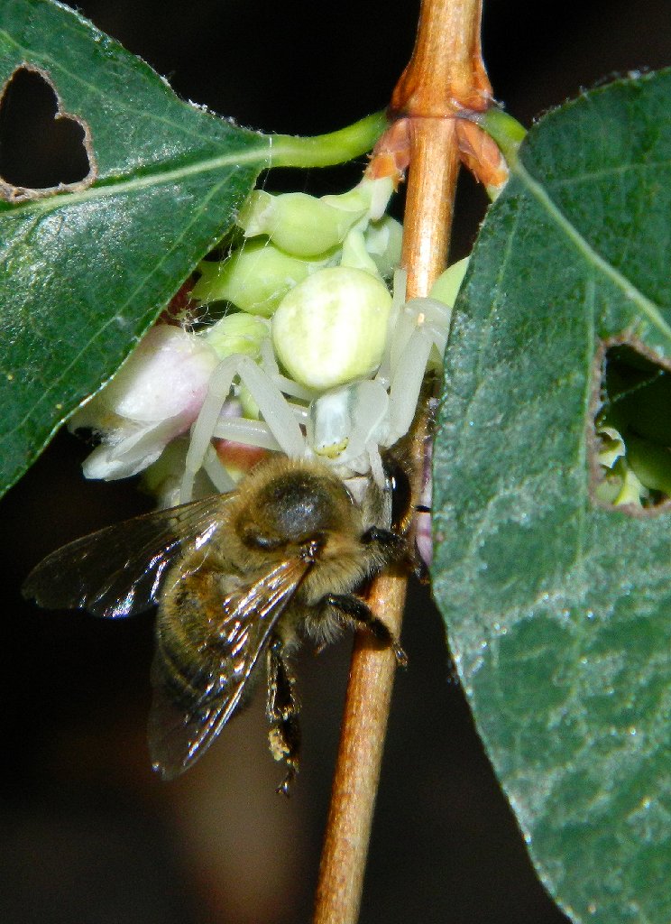 Goldenrod crab spider with prey