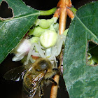 Goldenrod crab spider with prey