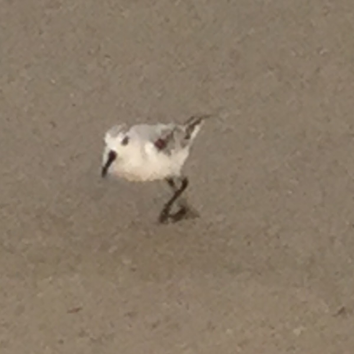 Sanderling