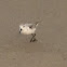 Sanderling