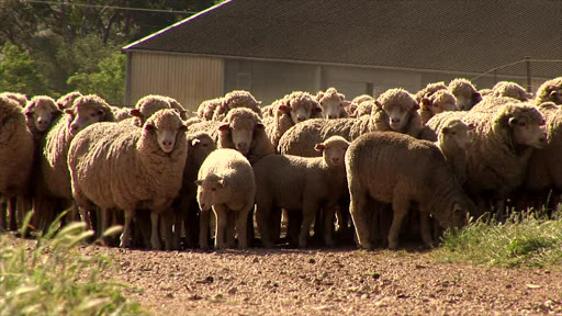 Rural farmers in villages in and around Mount Fletcher have called for more police officers to be deployed to bring an end to rampant stock-theft.