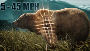 Best of Bear thumbnail