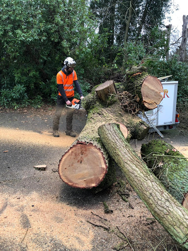 Cutting up the Oak tree