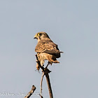 Kestrel; Cernícalo Real