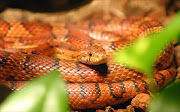 A corn snake. File photo.