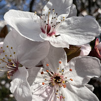 Primavera rubata di 