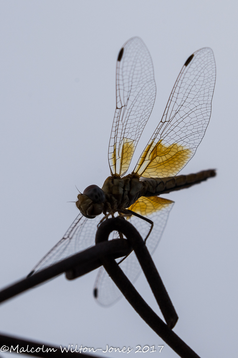 Red-veined Darter