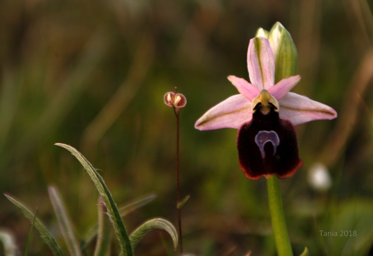 Horseshoe Bee-orchid