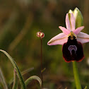 Horseshoe Bee-orchid