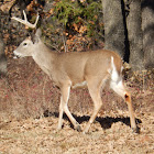 White-Tailed Deer