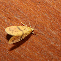 Lichen Moth