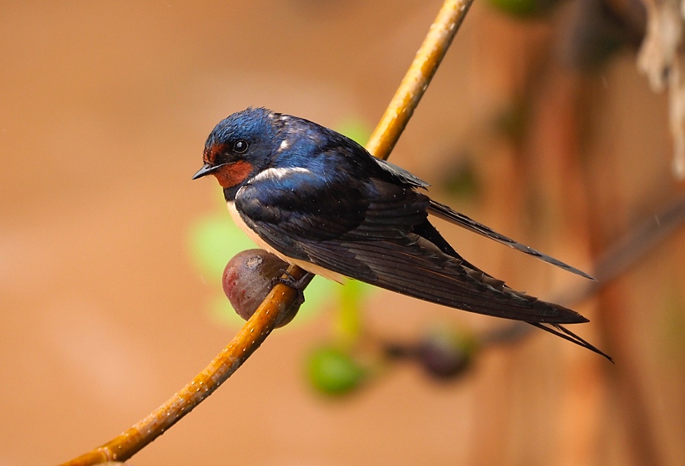 Golondrina común (Barn swallow)