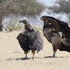 Lappet-faced vulture