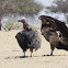 Lappet-faced vulture