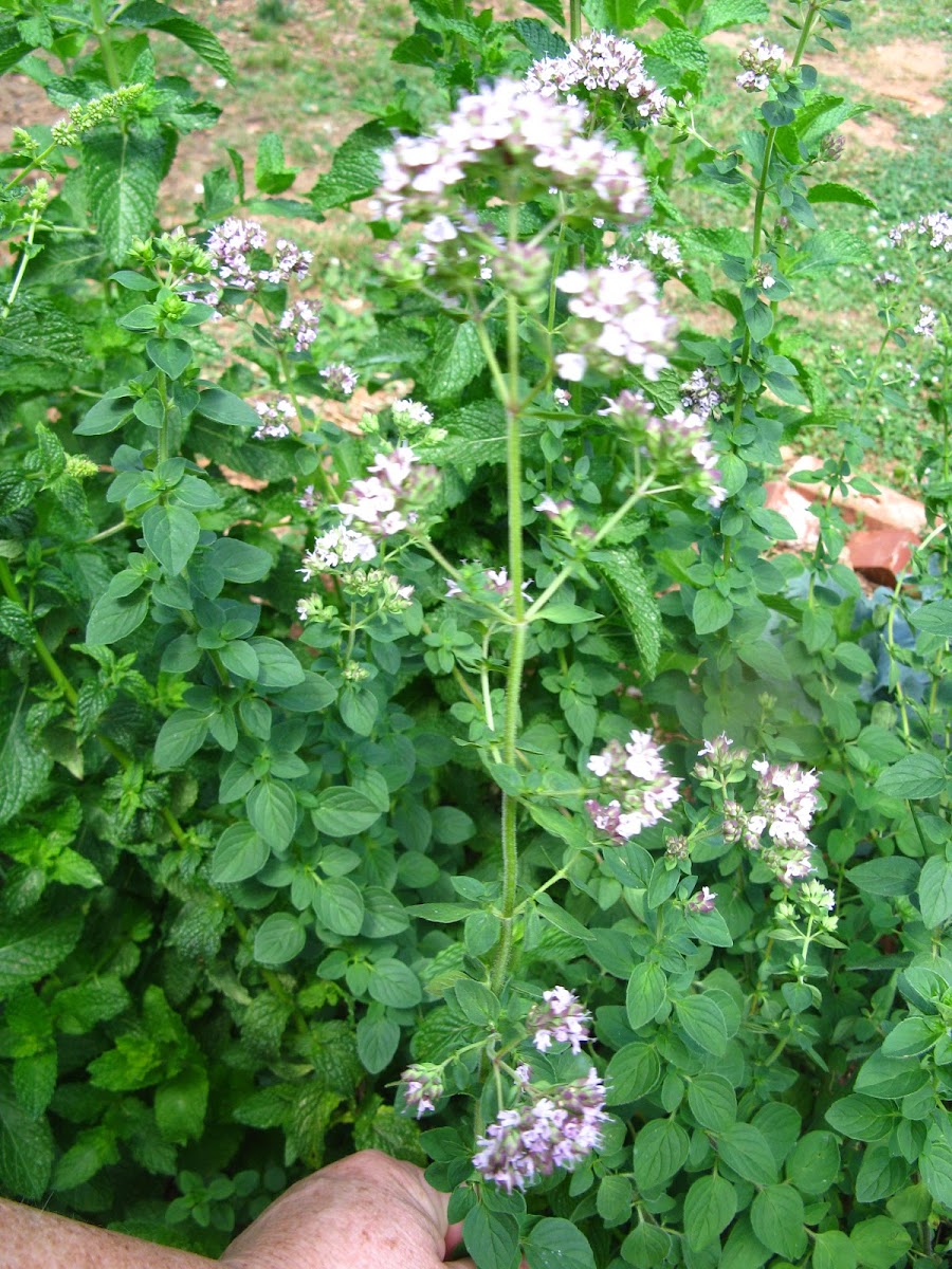 Greek Oregano