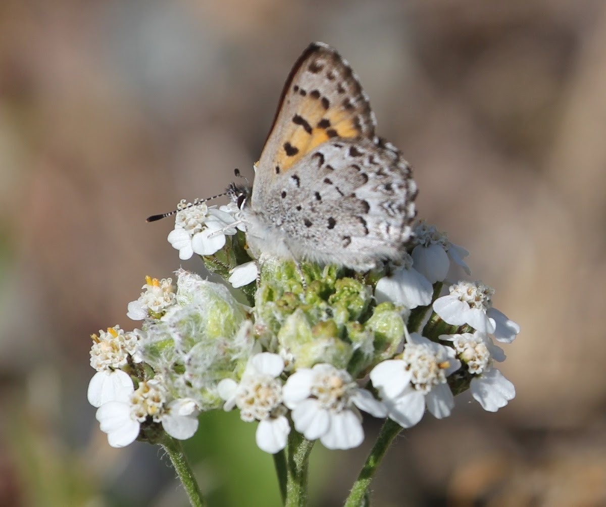 Mariposa Copper on Yarrow