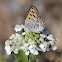 Mariposa Copper on Yarrow