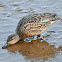 Green-winged teal (female)