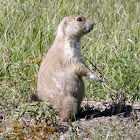 Black-tailed Prairie Dog