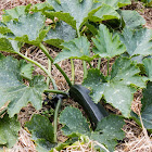 Courgette