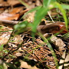 Broad-headed Skink