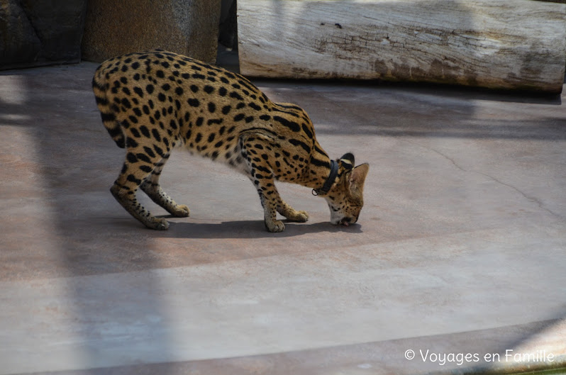 San Diego Zoo - Wild about animals