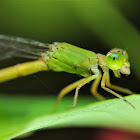 Coromandel Marsh Dart