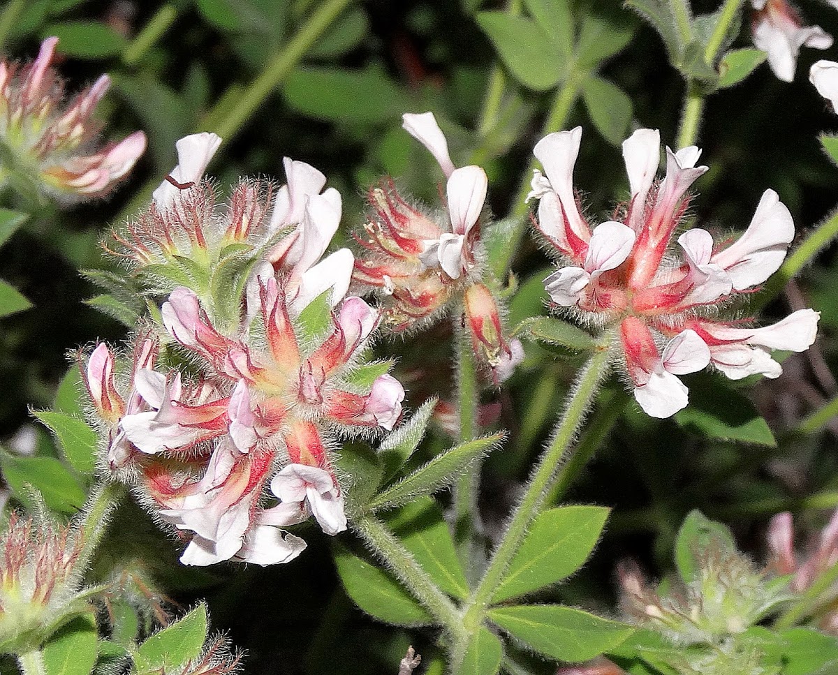 Hairy Canary-clover