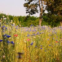 In un campo di grano che dirvi non so di 