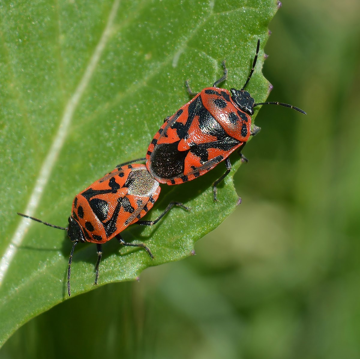 Shield Bug